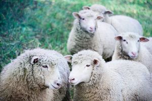 UK Sheep Industry