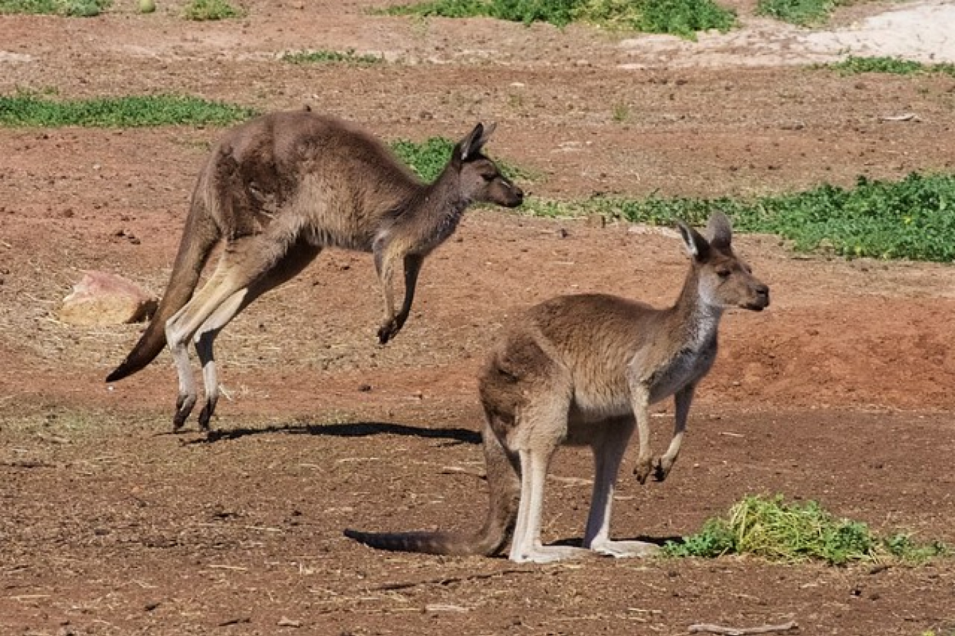 Kangaroos are indigenous to Australia 