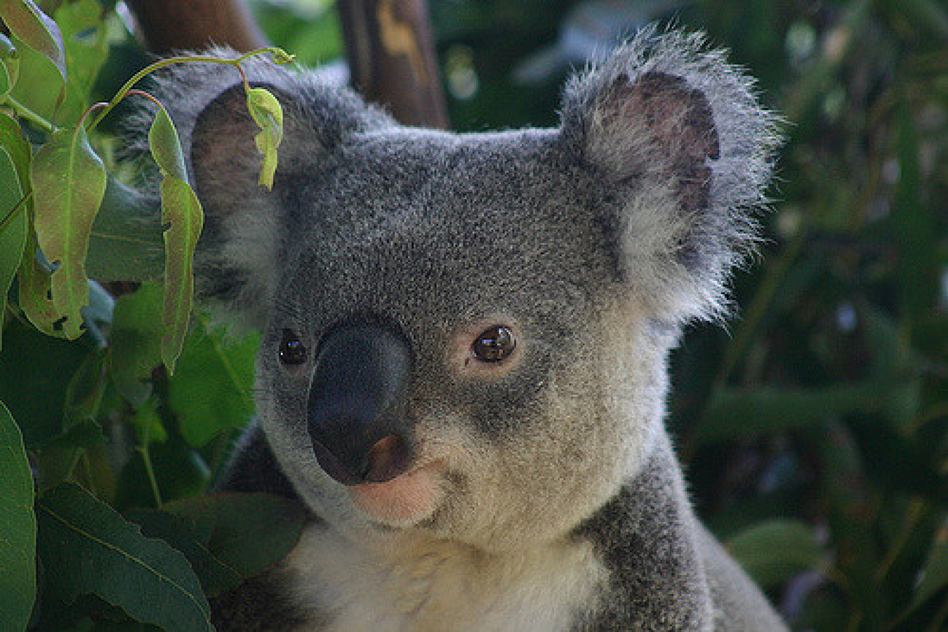 Koala @ Australia Zoo